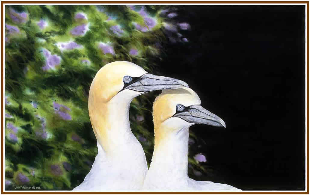 gannet