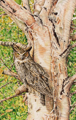Great-Horned Owl, Private collection, Chandler, Quebec