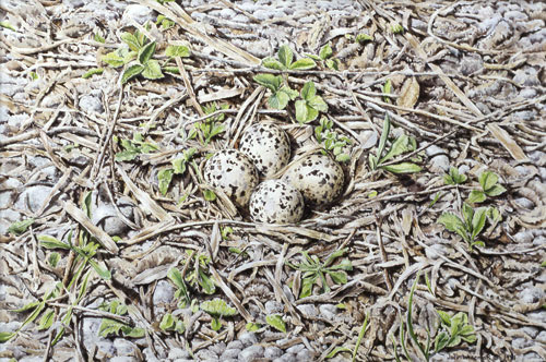 Kildeer's Nest, Private collection, USA