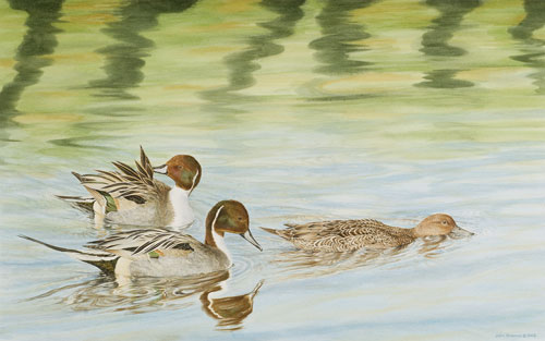 Pintails, Private collection, USA